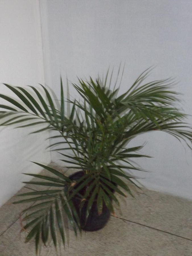 Hostel Lize Cumbica Luaran gambar